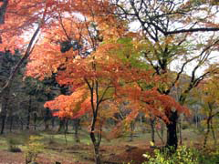 鹿沼の自然