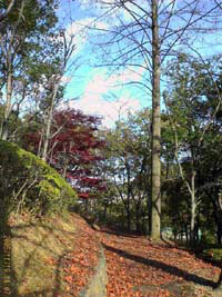 鹿沼運動公園の紅葉2005.11.19